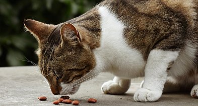 Rumia jednoczy się w pomocy zwierzętom. Trwa ważna zbiórka