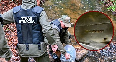 Zagórska Struga pełna nowych ryb