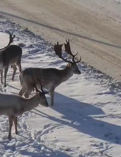 Nie dokarmiaj danieli w Wejherowie – zwierzęta wrócą do lasu same