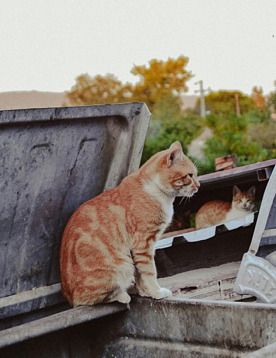 Bezpłatna sterylizacja i kastracja zwierząt w Redzie