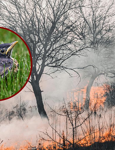 Dlaczego nie wolno wypalać traw?