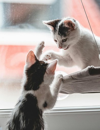 Rumia dba o lokalne zwierzęta