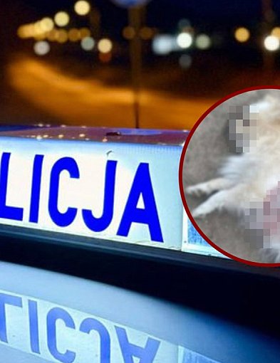 Zastrzelił psa sąsiadów. Nocny dramat w Gminie Łęczyce