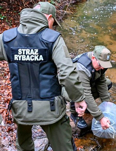 Zagórska Struga pełna nowych ryb