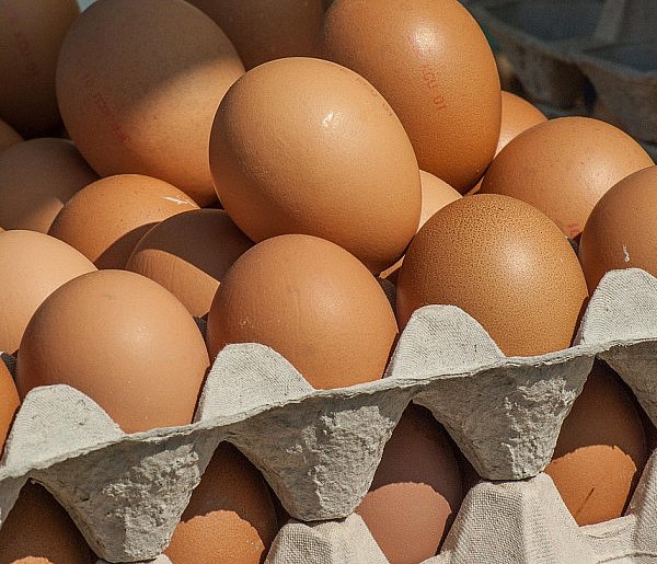Salmonella wykryta w jajach! GIS wydał pilne ostrzeżenie-47157