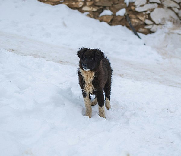 Co zrobić gdy znajdziesz bezdomne zwierzę?-47548