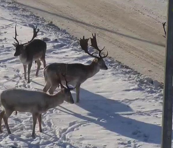 Nie dokarmiaj danieli w Wejherowie – zwierzęta wrócą do lasu same