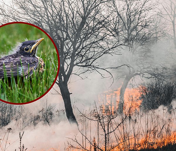 Dlaczego nie wolno wypalać traw?