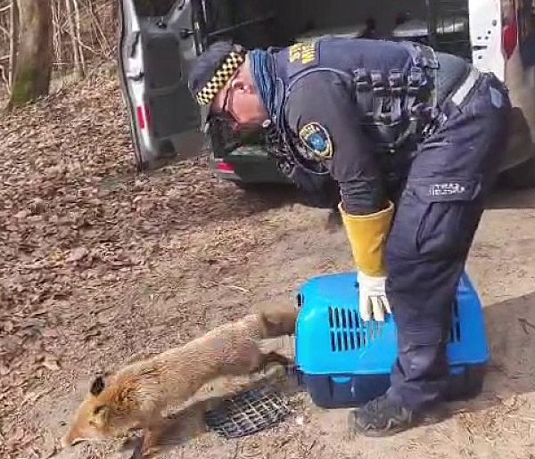 Lis między grobami w Wejherowie