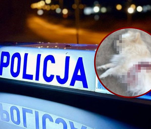 Zastrzelił psa sąsiadów. Nocny dramat w Gminie Łęczyce