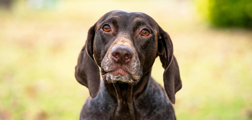 Zmiana w opiece nad bezdomnymi zwierzętami. Umowa z „Ciapkowem”