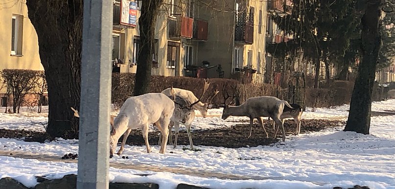 Coraz więcej zgłoszeń o dzikich zwierzętach w mieście