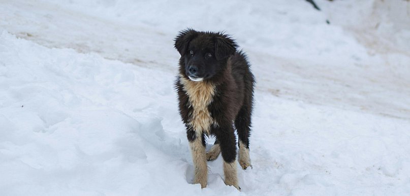 Co zrobić gdy znajdziesz bezdomne zwierzę?