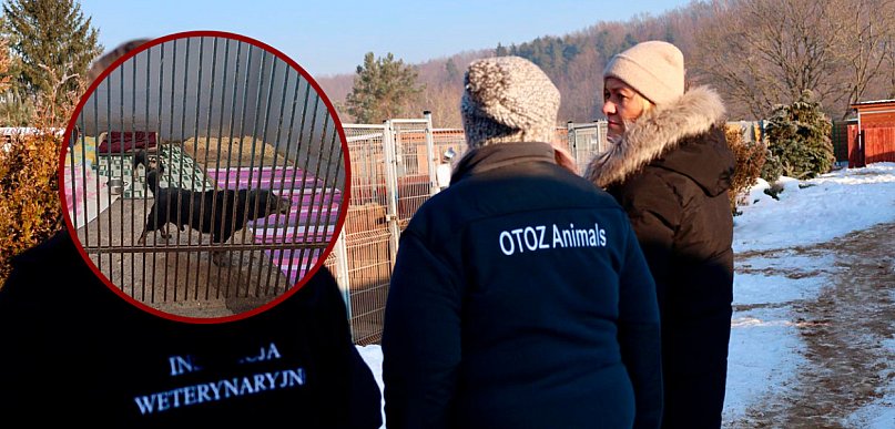 Schroniska pod kontrolą. Weterynarze badają zdrowie zwierząt