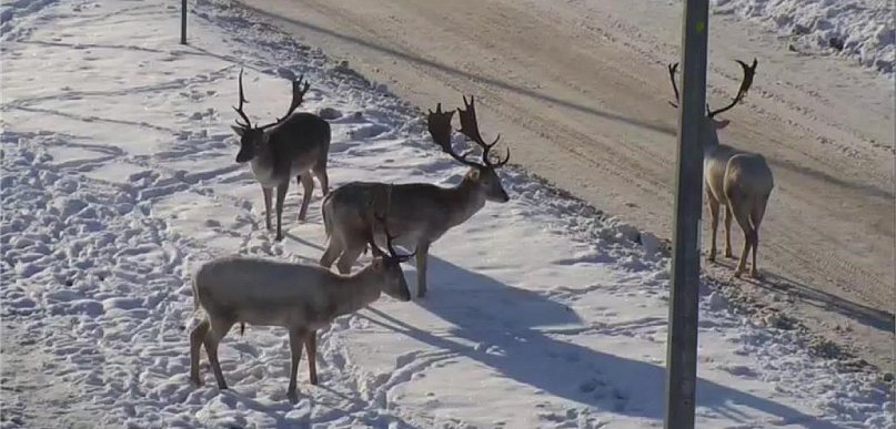 Nie dokarmiaj danieli w Wejherowie – zwierzęta wrócą do lasu same