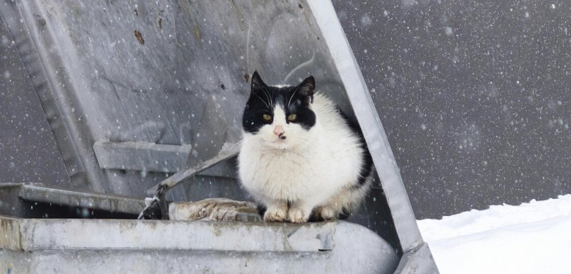 Program dla kotów wolno żyjących w Gminie Luzino