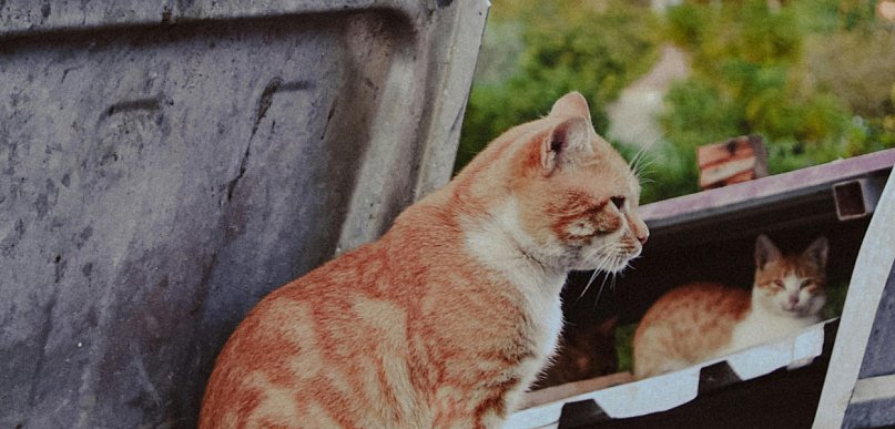 Bezpłatna sterylizacja i kastracja zwierząt w Redzie