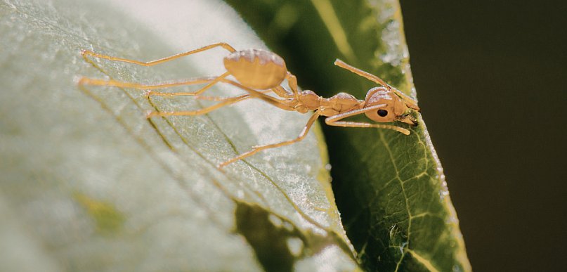 Profesjonalne usługi DDD w okolicach Wejherowa – czym zajmuje się firma InsektStop
