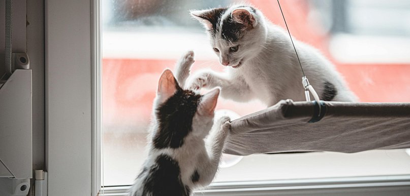 Rumia dba o lokalne zwierzęta