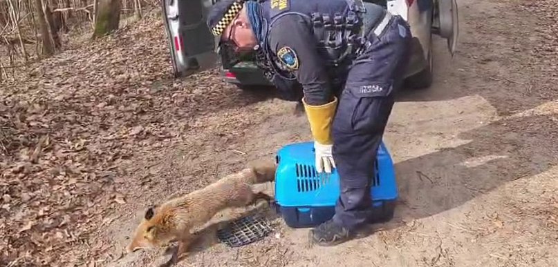 Lis między grobami w Wejherowie