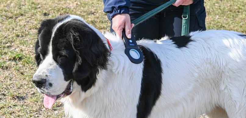 Zgubił się pies? W Rumi to częsty problem. Miasto daje rozwiązanie