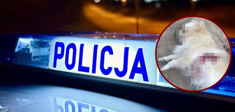 Zastrzelił psa sąsiadów. Nocny dramat w Gminie Łęczyce