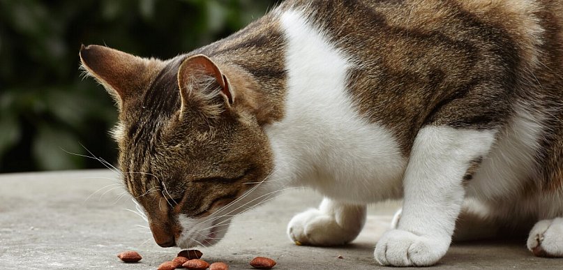 Rumia jednoczy się w pomocy zwierzętom. Trwa ważna zbiórka