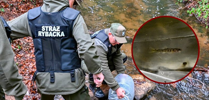 Zagórska Struga pełna nowych ryb