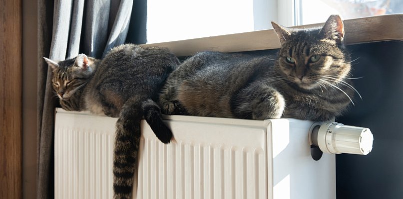 Gaz czy pellet? Zadaj te 5 pytań, zanim wydasz pieniądze! - 47001