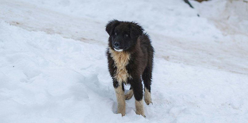 Co zrobić gdy znajdziesz bezdomne zwierzę? - 47548