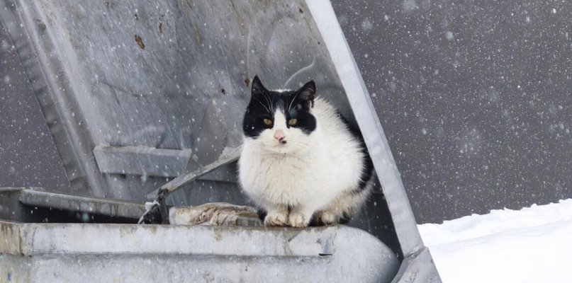 Program dla kotów wolno żyjących w Gminie Luzino