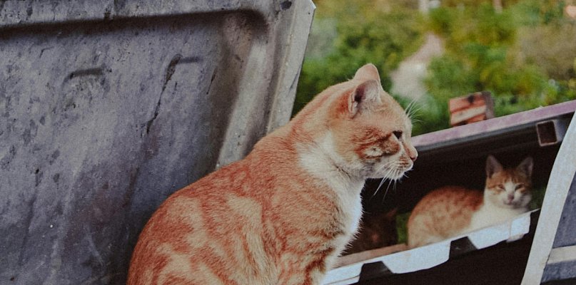 Bezpłatna sterylizacja i kastracja zwierząt w Redzie
