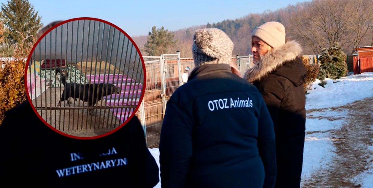 Schroniska pod kontrolą. Weterynarze badają zdrowie zwierząt