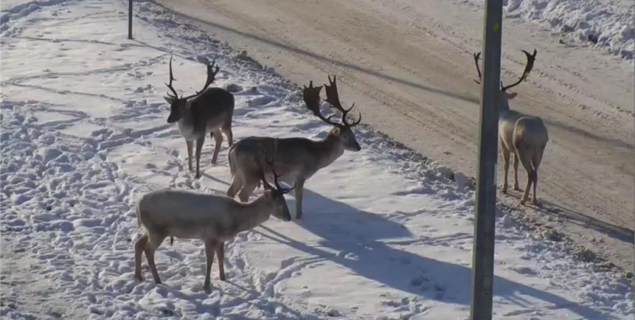 Nie dokarmiaj danieli w Wejherowie – zwierzęta wrócą do lasu same