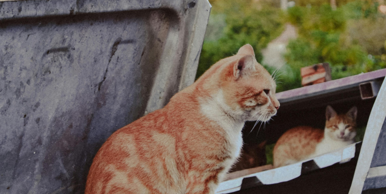 Bezpłatna sterylizacja i kastracja zwierząt w Redzie