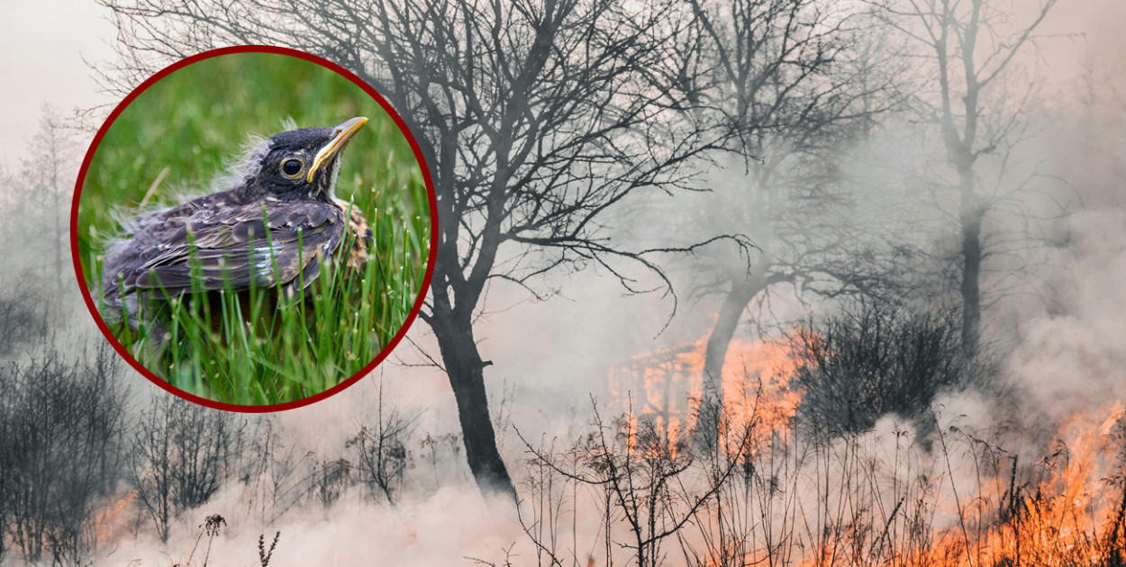 Dlaczego nie wolno wypalać traw?