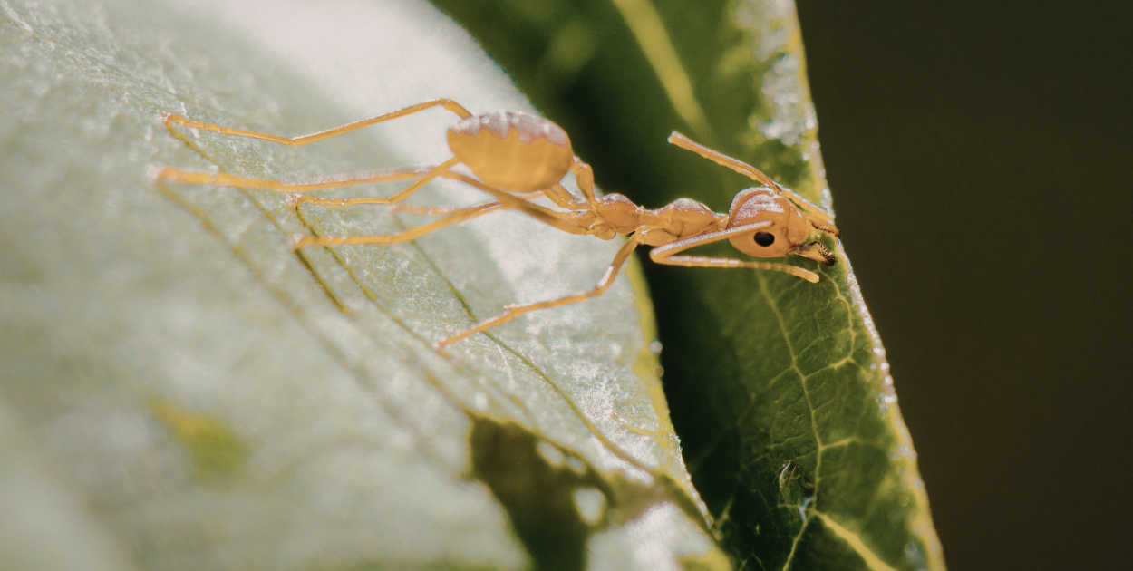 Profesjonalne usługi DDD w okolicach Wejherowa – czym zajmuje się firma InsektStop