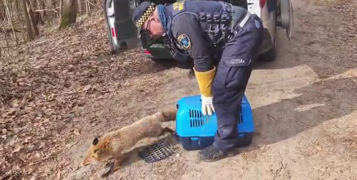 Lis między grobami w Wejherowie