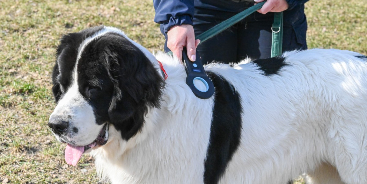 Zgubił się pies? W Rumi to częsty problem. Miasto daje rozwiązanie