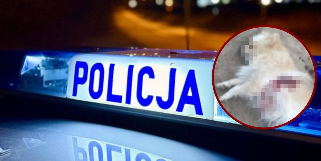 Zastrzelił psa sąsiadów. Nocny dramat w Gminie Łęczyce